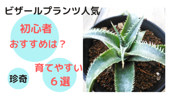 ビザールプランツ人気 初心者おすすめは 育てやすい6選はこちら 花が大好き 花屋さん勤め歴12年の私が厳選してご紹介